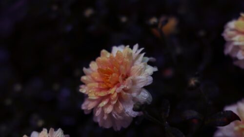 Beautiful Soft Pink and Orange Chrysanthemum Flower 4K Wallpaper