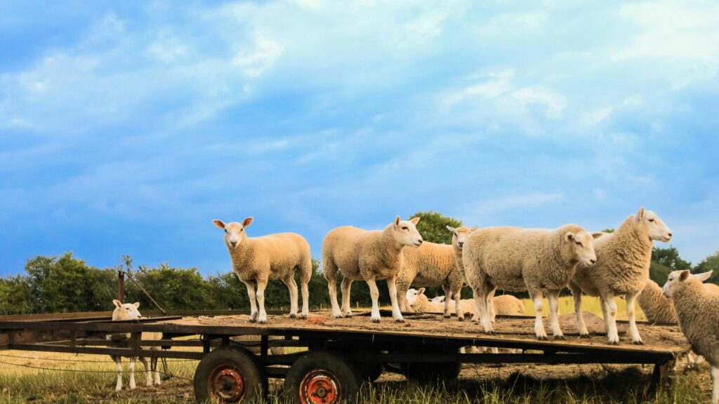 Funny Group of Sheep Standing on a Farm Trailer 4K Wallpaper
