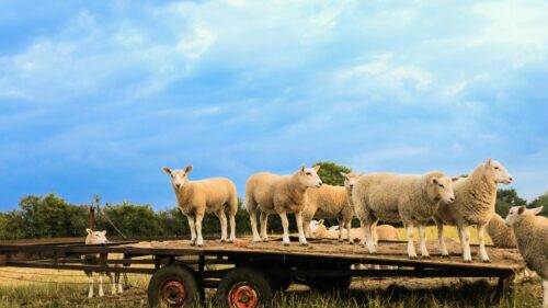 Funny Group of Sheep Standing on a Farm Trailer 4K Wallpaper