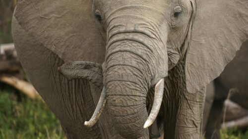 Majestic African Elephant Close-up Nature 4K Desktop Wallpaper