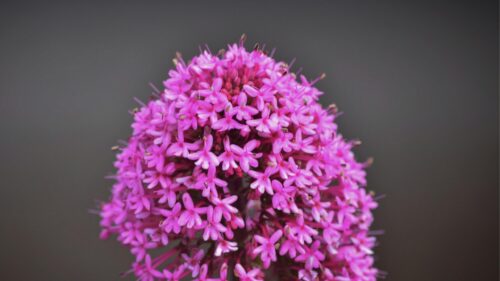 Vibrant Pink Red Valerian Flower Cluster Macro Desktop Wallpaper