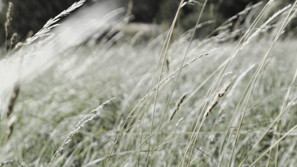 Soothing Golden Grass Field in Summer Breeze 4K Desktop Wallpaper