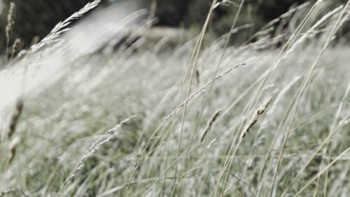 Soothing Golden Grass Field in Summer Breeze 4K Desktop Wallpaper