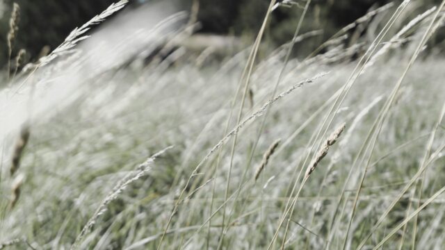 Soothing Golden Grass Field in Summer Breeze 4K Desktop Wallpaper