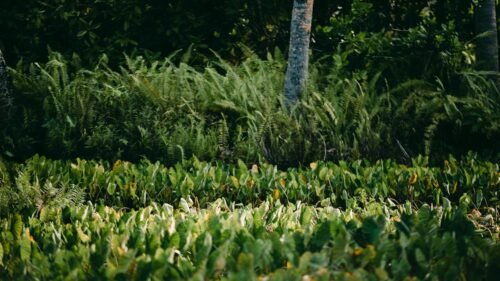 Lush Tropical Ferns and Taro Leaf Forest Greenery PC Wallpaper
