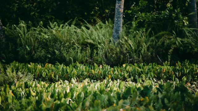 Lush Tropical Ferns and Taro Leaf Forest Greenery PC Wallpaper