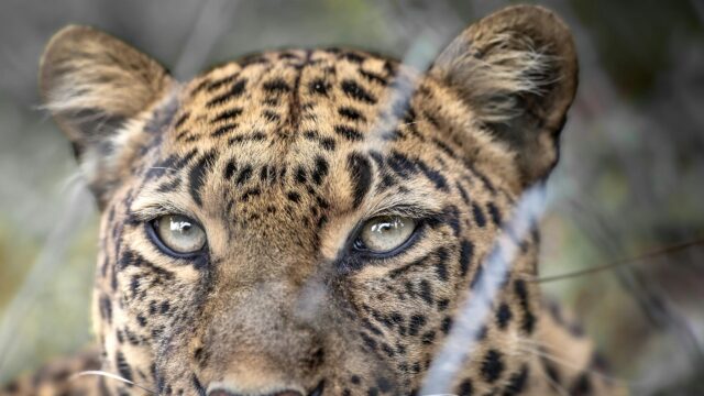 Stunning Leopard Close-Up Eyes Intense Wildlife 4K Wallpaper