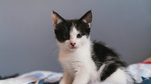 Cute Black and White Kitten Close Up Portrait Desktop Wallpaper