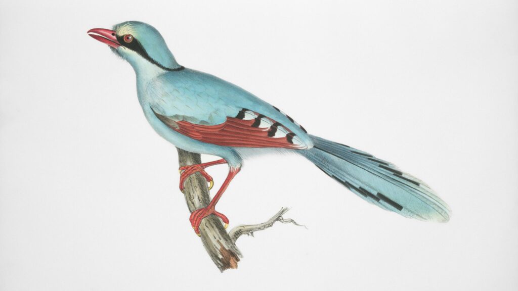 Vintage Illustration of a Beautiful Blue Bird on a Branch PC Wallpaper