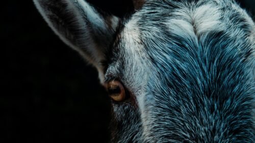 Close Up Goat Eye Macro Nature 4K Desktop Wallpaper
