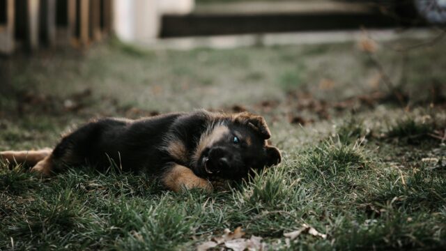 Adorable German Shepherd Puppy Playing in Grass Desktop Wallpaper
