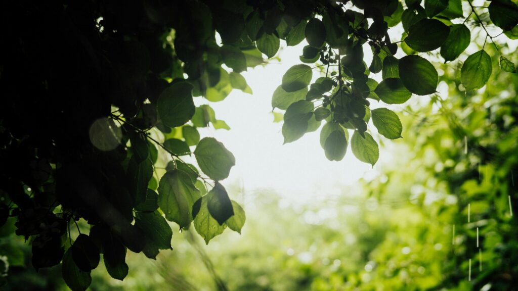 Sunlight Filtering Through Fresh Green Rain Leaves Desktop Wallpaper