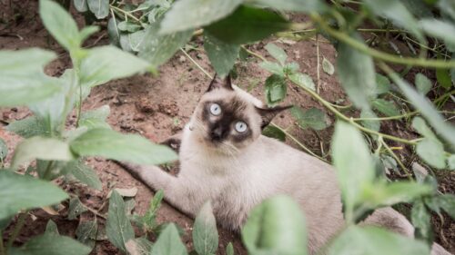 Cute Siamese Cat Peering Through Garden Leaves Desktop Wallpaper