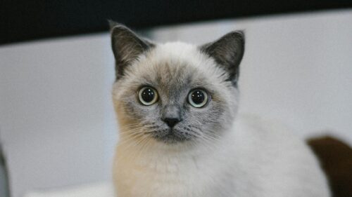 Adorable Blue Point Siamese Cat Close Up Portrait 4K Wallpaper