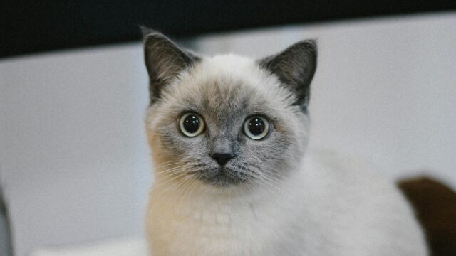 Adorable Blue Point Siamese Cat Close Up Portrait 4K Wallpaper