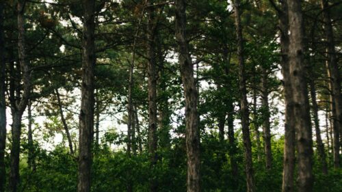Serene Pine Forest Nature Scenery Desktop Wallpaper