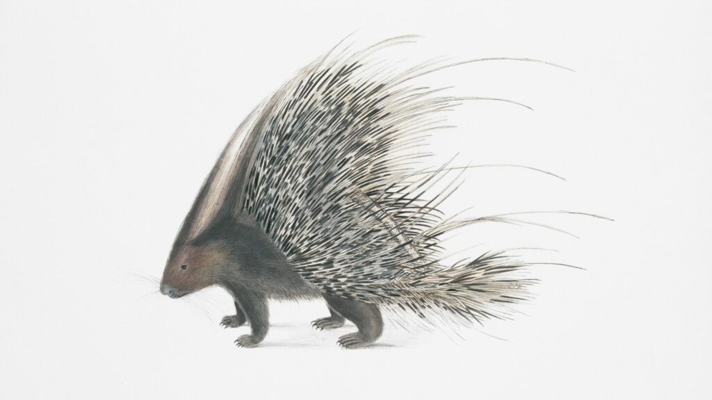 Stunning Porcupine Illustration Minimalist 4K Desktop Wallpaper