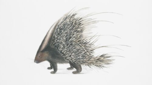 Stunning Porcupine Illustration Minimalist 4K Desktop Wallpaper