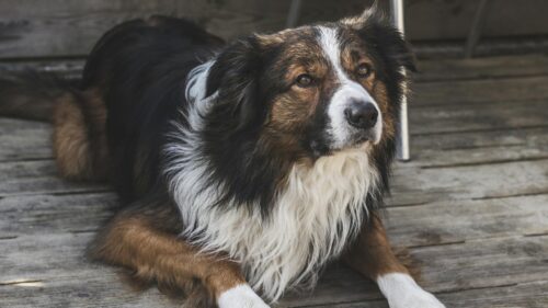 Stunning Australian Shepherd Dog Resting on Wooden Deck Desktop Wallpaper