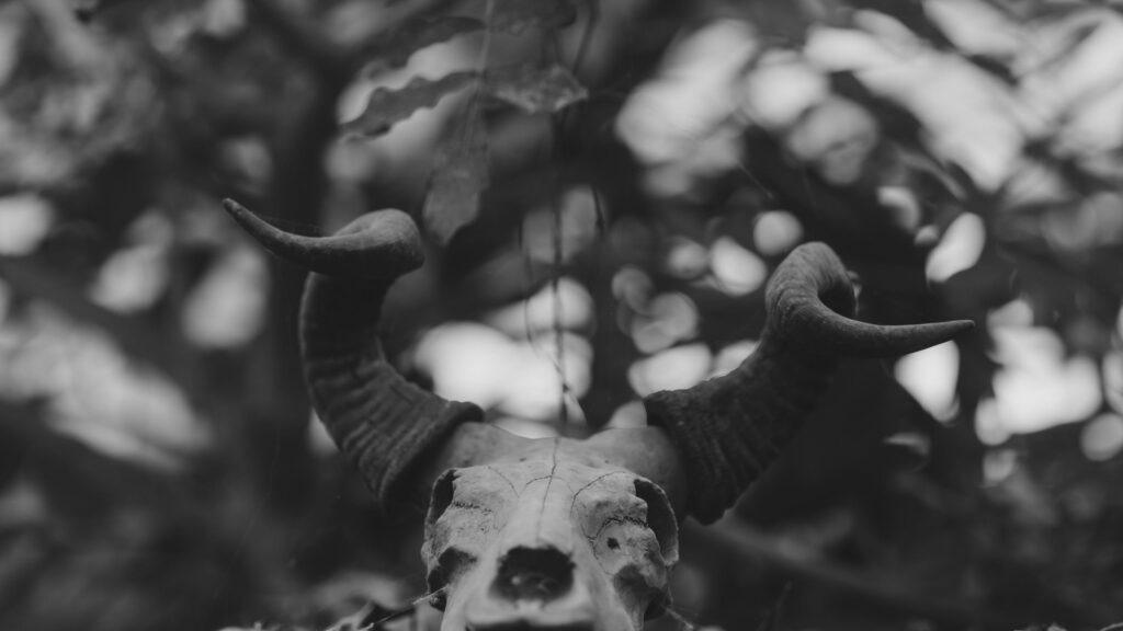Haunting Animal Skull with Curved Horns in Monochrome Desktop Wallpaper