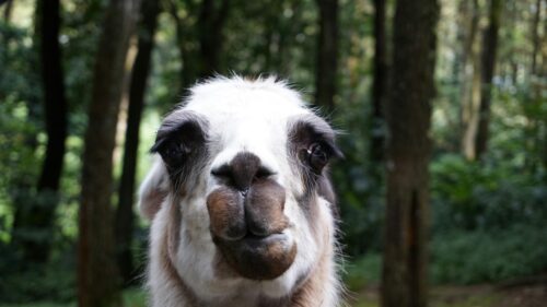 Close up Portrait of a Funny Llama in the Forest 4K Desktop Wallpaper