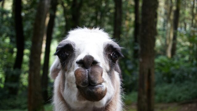 Close up Portrait of a Funny Llama in the Forest 4K Desktop Wallpaper