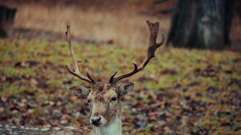 Majestic Fallow Deer with Large Antlers in Autumn Forest 4K Wallpaper