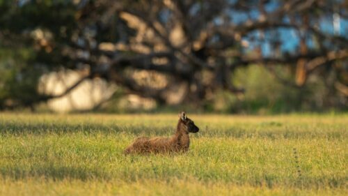 A Young Kangaroo Resting in a Golden Sunlit Meadow 4K Wallpaper