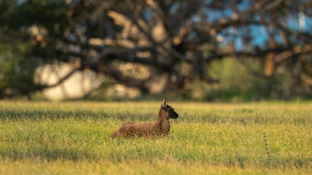 A Young Kangaroo Resting in a Golden Sunlit Meadow 4K Wallpaper