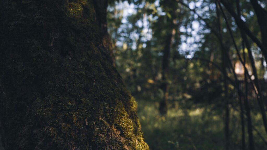 Mossy Tree Bark in Enchanted Forest Sunlight Desktop Wallpaper