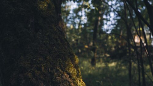 Mossy Tree Bark in Enchanted Forest Sunlight Desktop Wallpaper