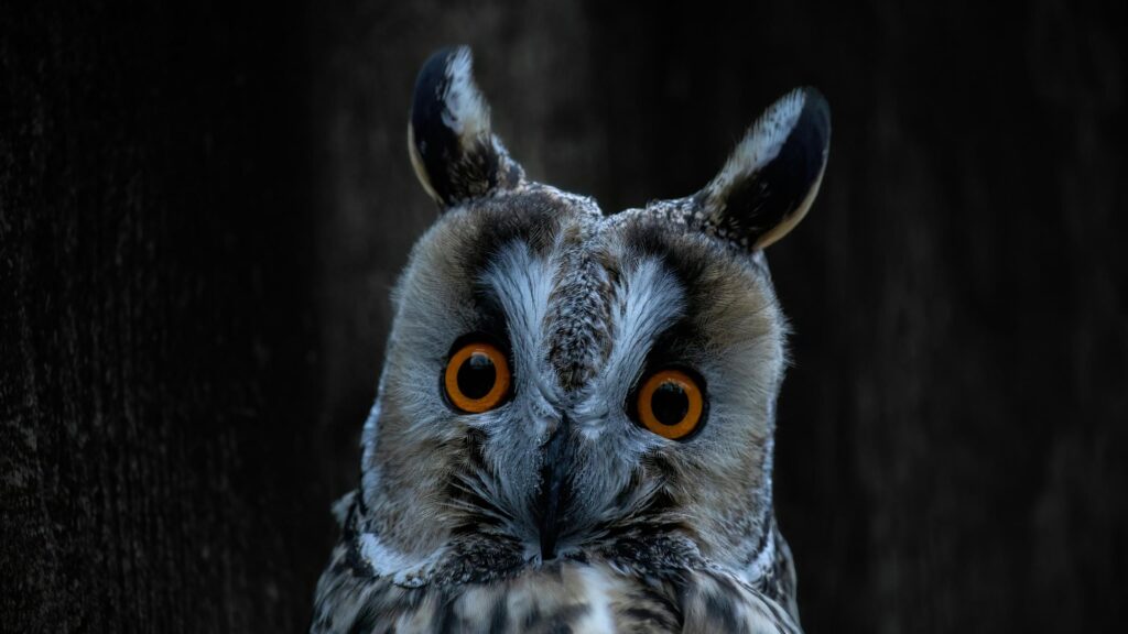 Stunning Close Up Long Eared Owl Portrait High Quality 4K Desktop Wallpaper