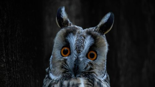 Stunning Close Up Long Eared Owl Portrait High Quality 4K Desktop Wallpaper