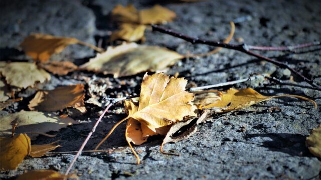 Golden Autumn Leaves on Grey Stone Path Desktop Wallpaper