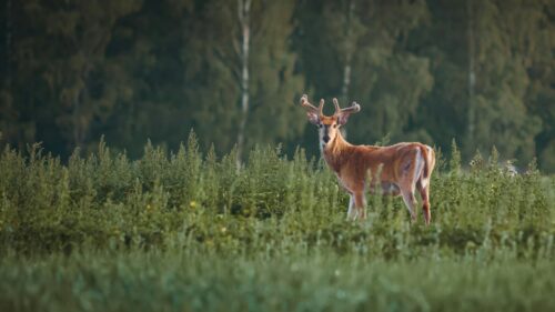 Majestic Velvet Antler Buck in Wild Nature 4K Desktop Wallpaper