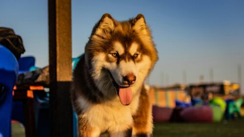 Majestic Fluffy Siberian Husky at Sunset 4K Desktop Wallpaper