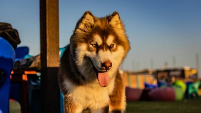 Majestic Fluffy Siberian Husky at Sunset 4K Desktop Wallpaper