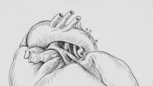 Anatomical Human Heart Illustration Minimalist Black and White 4K Desktop Wallpaper