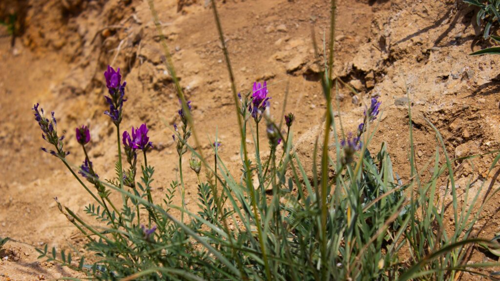 Stunning Wild Purple Flowers Growing in Arid Desert Soil Desktop Wallpaper