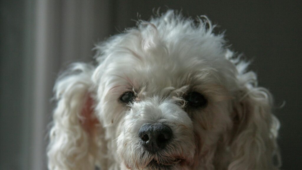 Adorable White Fluffy Poodle Portrait Close-up 4K Wallpaper