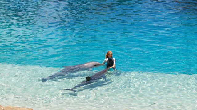 Woman Swimming with Playful Dolphins in Crystal Clear Blue Water Desktop Wallpaper