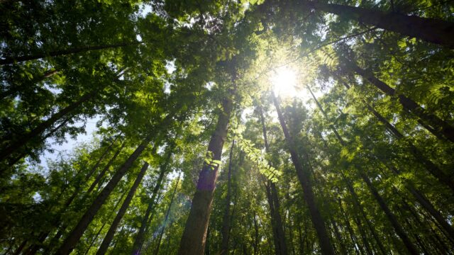 Sunlight Filtering Through Lush Forest Canopy 4K Desktop Wallpaper