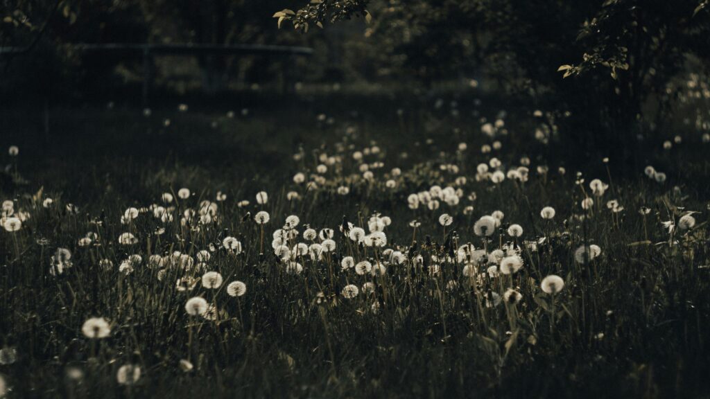 Dreamy Dandelion Field Meadow at Dusk 4K Desktop Wallpaper