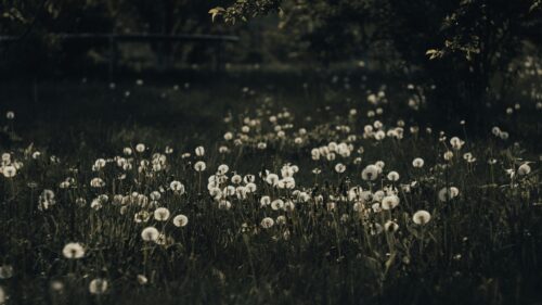 Dreamy Dandelion Field Meadow at Dusk 4K Desktop Wallpaper