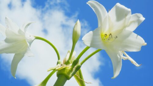 Stunning White Lily Flowers Against a Vibrant Blue Sky Desktop Wallpaper