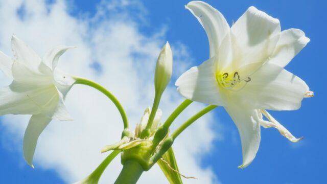 Stunning White Lily Flowers Against a Vibrant Blue Sky Desktop Wallpaper