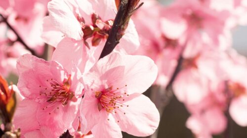 Beautiful Pink Cherry Blossom Flowers Macro Desktop Wallpaper