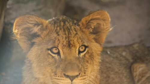 Close-up Portrait of a Lion Cub Looking Forward 4K Wallpaper