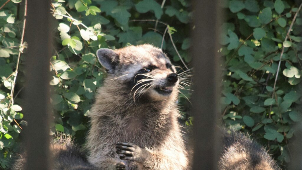 Funny Raccoon Grinning in the Forest 4K Desktop Wallpaper