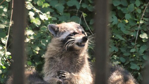 Funny Raccoon Grinning in the Forest 4K Desktop Wallpaper